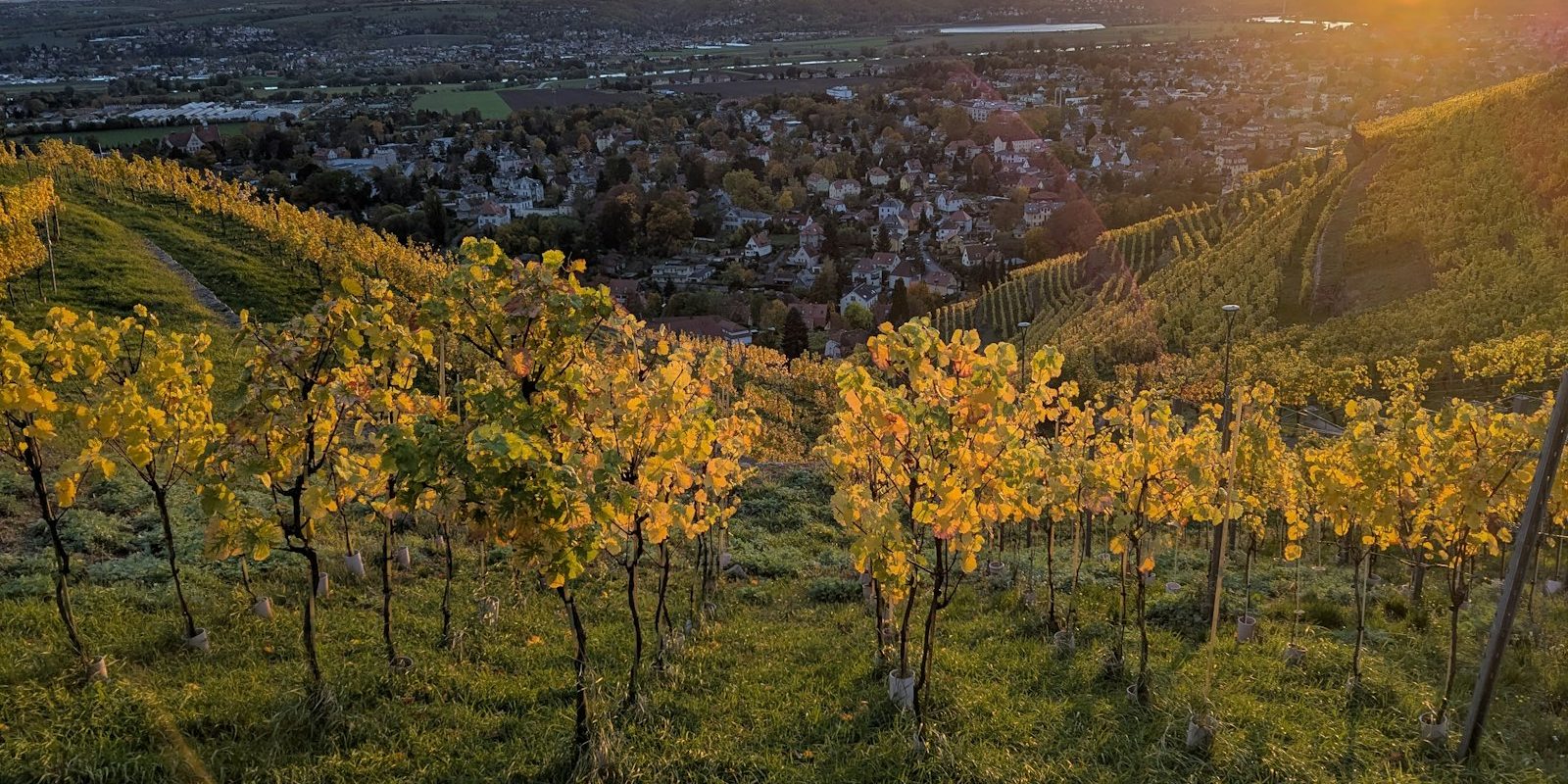 Weinberg im Abendlicht